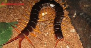 mo thay ret la diem gi