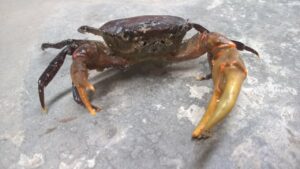 mo thay cua la diem gi