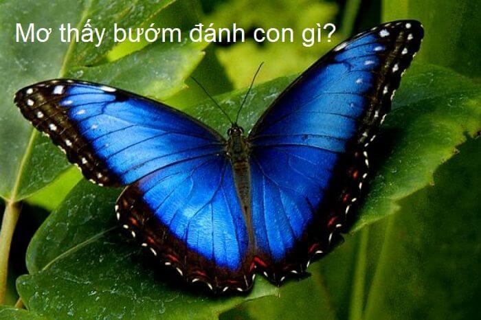 Nằm mơ thấy bướm đậu lên người điềm gì ?