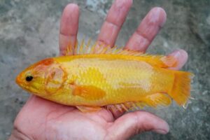 Nằm mơ thấy cá rô đánh số gì ?