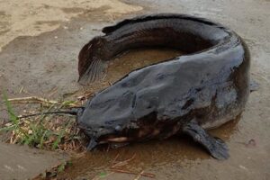 Mơ thấy cá trê đánh con gì ?