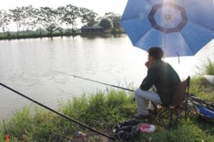 Nằm mơ thấy câu cá đánh con gì ?