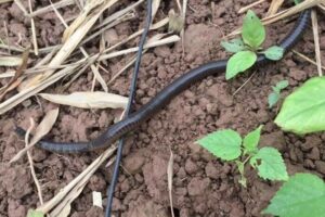 Giải mã mơ thấy giun đất