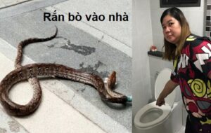 Mơ thấy rắn bò vào nhà đánh con gì ?