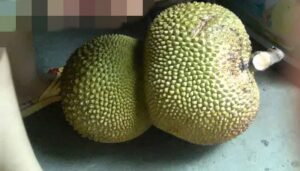 Mơ thấy quả mít đánh con gì?