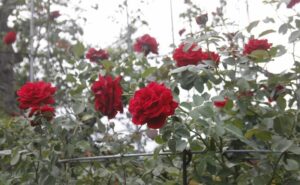 Mơ thấy hoa đánh con gì?