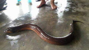 con lươn đánh số mấy ?