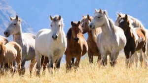 Mơ thấy ngựa đánh con gì? Con ngựa số mấy?