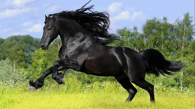 Mơ thấy ngựa đen có nghĩa gì?
