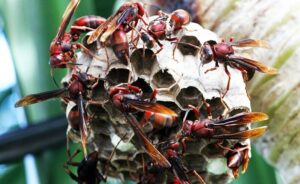 Mơ thấy ong đánh đề con gì?