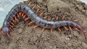 Mơ thấy rết đánh con gì?