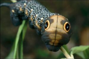 Mơ thấy sâu bọ đánh con gì?