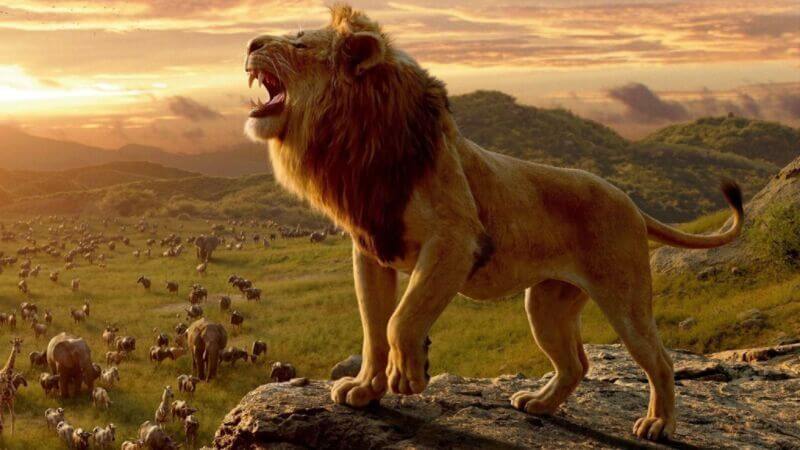 Mơ thấy sư tử đánh con gì?