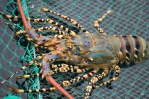 Nằm mơ thấy tôm có ý nghĩa gì?