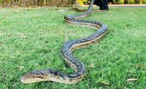 Mơ thấy trăn đánh đề con gì?