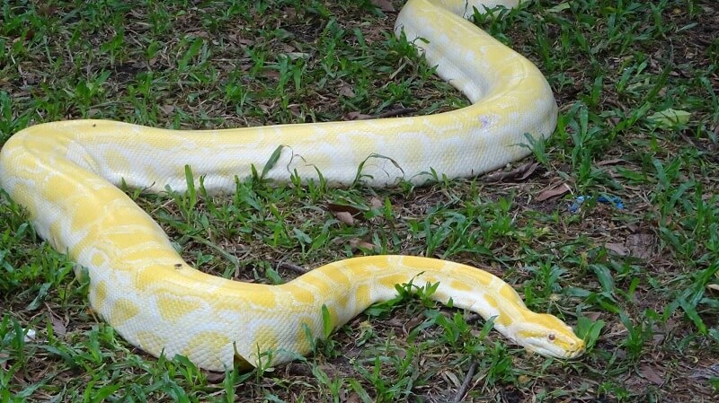 Mơ thấy trăn khổng lồ có nghĩa gì?