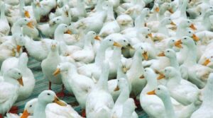 Nằm mơ thấy vịt đánh đề số mấy?