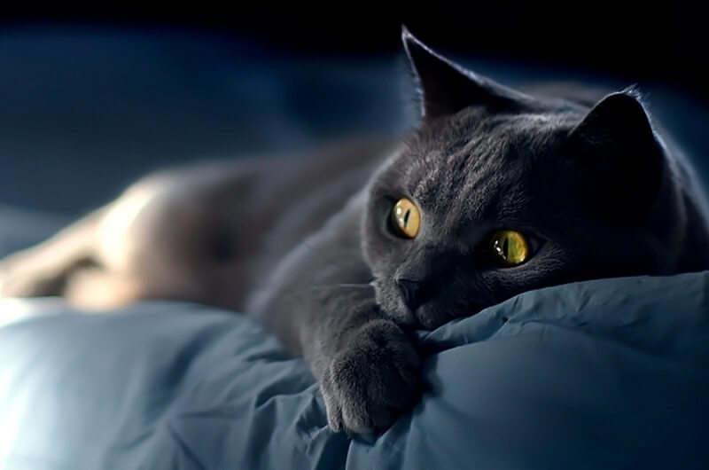 Ngủ mơ thấy mèo đánh con gì?